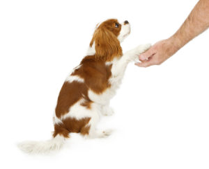 Cavalier King Charles Spaniel dog against a white backdrop shaking the hand of a person